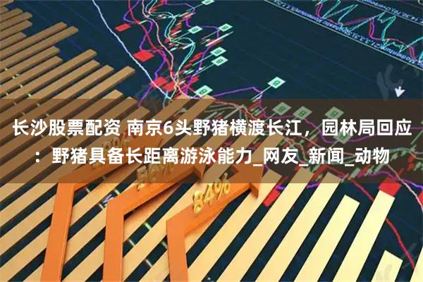 长沙股票配资 南京6头野猪横渡长江，园林局回应：野猪具备长距离游泳能力_网友_新闻_动物